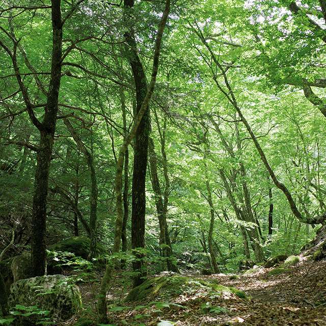 山・森の写真